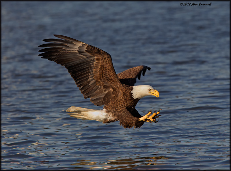 _2SB1895 american bald eagle.jpg